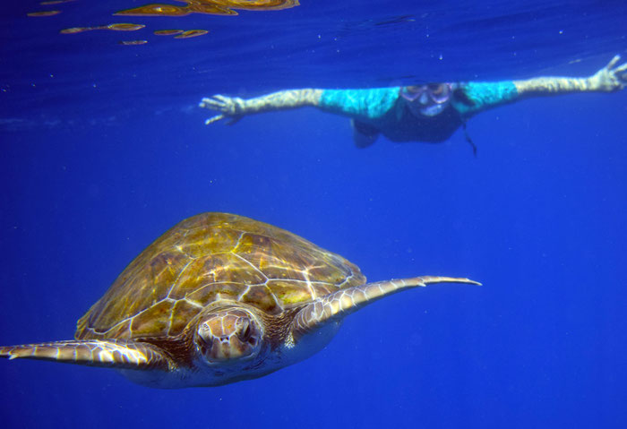 snorkel tortugas kayak delfines tenerife