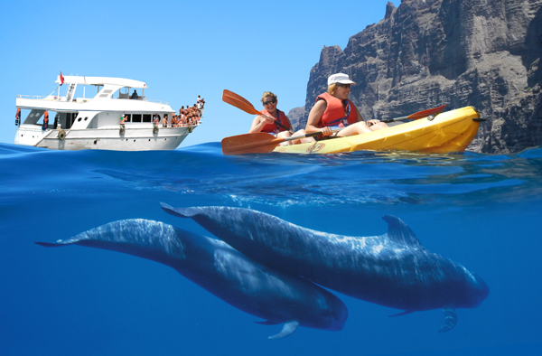 kayak avistamiento cetaceos los gigantes